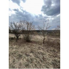 Продам земельну ділянку Колибаївка